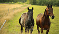 two horses in a pasture